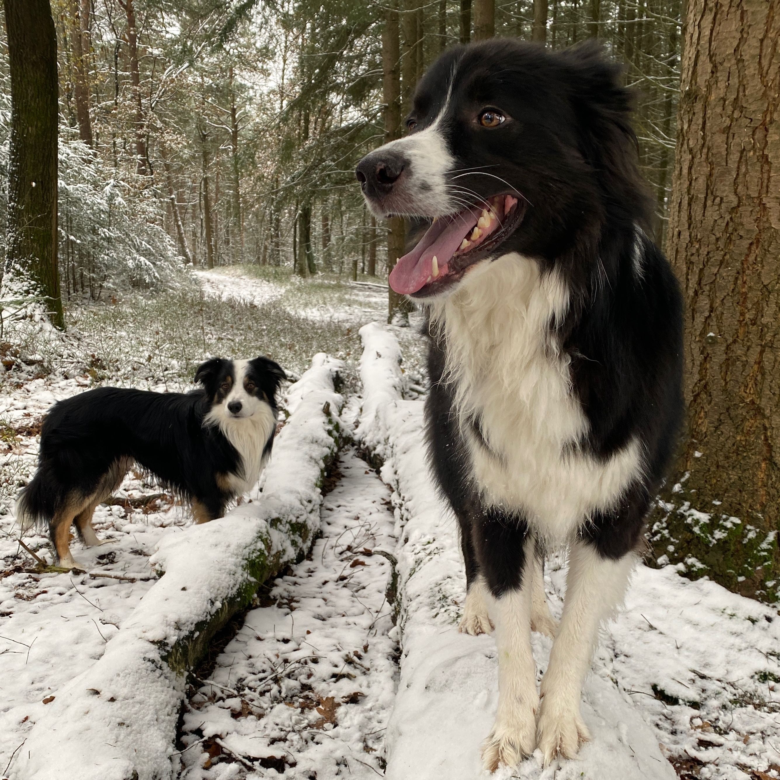 Hundetraining in Aktion - Mein Australian Shepherd Charlie