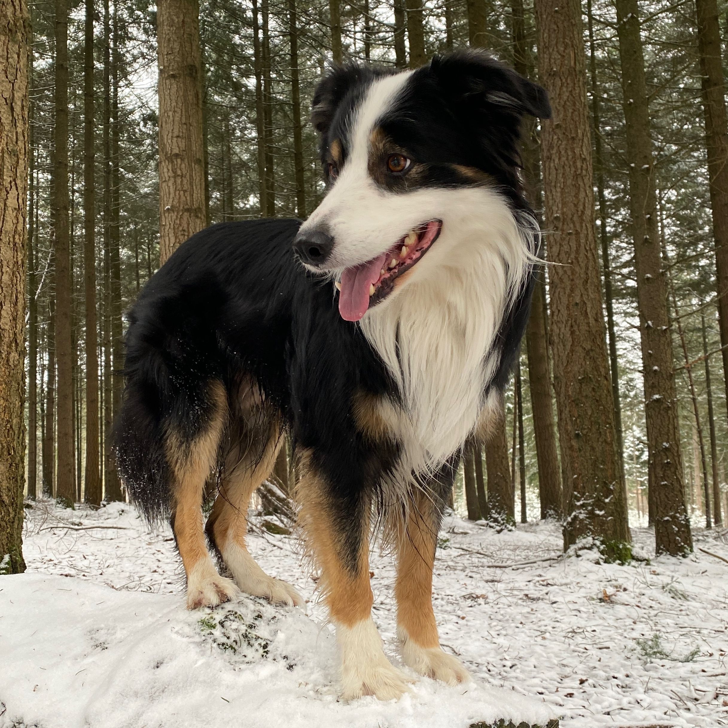 Hundetraining in Aktion - Mein Bordercollie Jaro